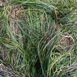 水生植物马来眼子菜 沉水植物