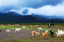 《鹽城市畜禽養(yǎng)殖污染防治條例》修正發(fā)布！