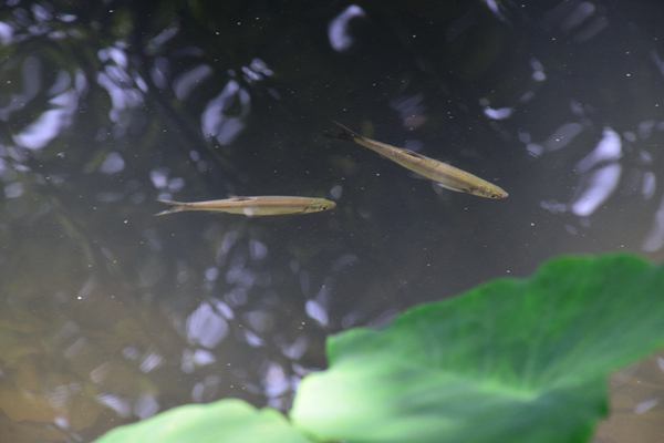 東莞進(jìn)一步規(guī)范零散工業(yè)廢水處理行業(yè)管理