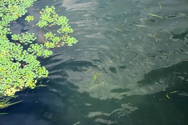 環(huán)保新質(zhì)生產(chǎn)力 | 泰興經(jīng)濟開發(fā)區(qū)污水處理及生態(tài)環(huán)境提升工程