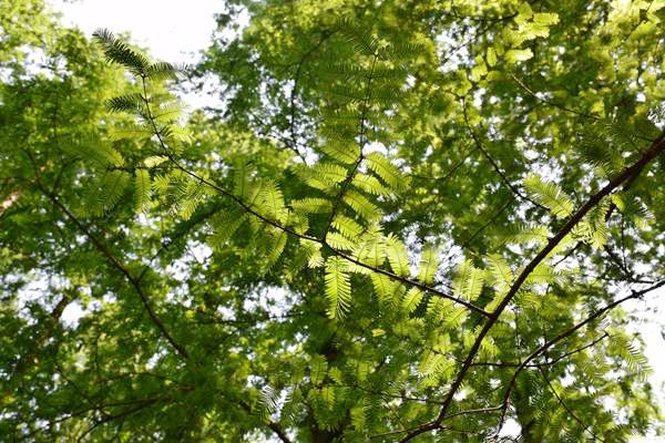 從無到有、從零到破百，產(chǎn)品碳足跡核算規(guī)則百項(xiàng)團(tuán)標(biāo)填補(bǔ)重點(diǎn)領(lǐng)域標(biāo)準(zhǔn)空白