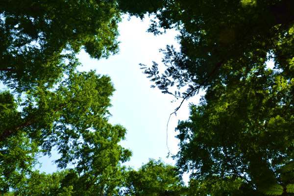 《吉林省省级零碳园区建设方案》印发