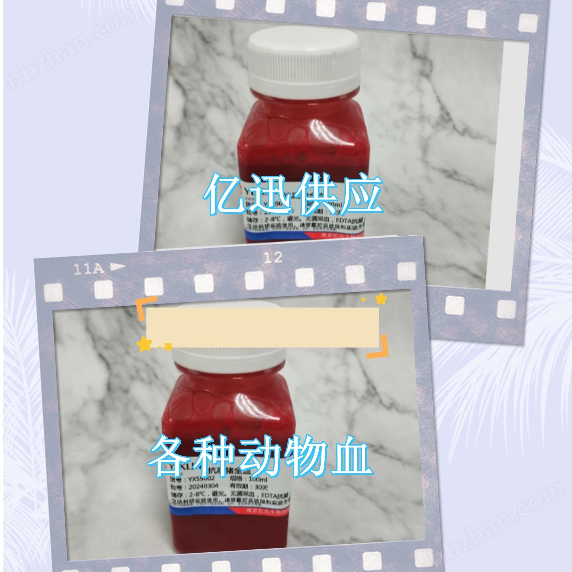 EDTA-K 2抗凝固馬血